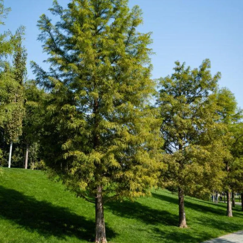 Bald Cypress Tree Bare Root Seedlings – 10-20 Inch Tall – Outdoor Landscape Tree Bald Cypress Tree Bare Root Seedlings – 10-20 Inch Tall – Outdoor Landscape Tree - Image 4