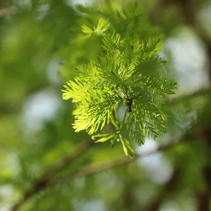 Bald Cypress Tree Bare Root Seedlings – 10-20 Inch Tall – Outdoor Landscape Tree Bald Cypress Tree Bare Root Seedlings – 10-20 Inch Tall – Outdoor Landscape Tree - Image 5