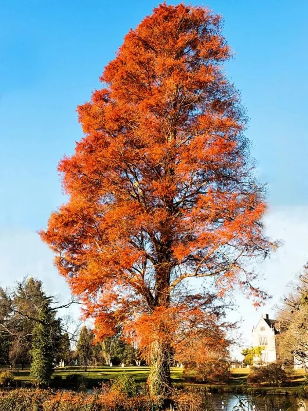Bald Cypress Tree Bare Root Seedlings – 10-20 Inch Tall – Outdoor Landscape Tree Bald Cypress Tree Bare Root Seedlings – 10-20 Inch Tall – Outdoor Landscape Tree - Image 9