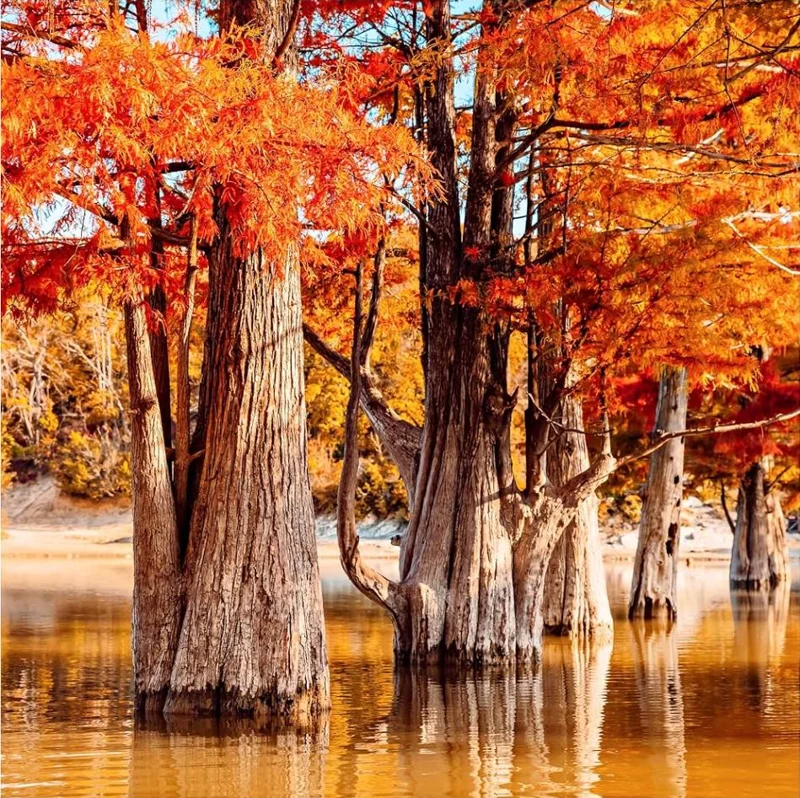 Bald Cypress Tree Bare Root Seedlings – 10-20 Inch Tall – Outdoor Landscape Tree Bald Cypress Tree Bare Root Seedlings – 10-20 Inch Tall – Outdoor Landscape Tree - Image 1