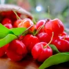 Barbados Cherry Live Plant - Acerola Tree Starter 4-6" Tall - Vitamin C Fruit - Image 1