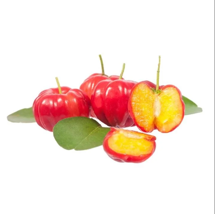 Barbados Cherry Live Plant - Malpighia Emarginata Acerola Fruit Tree Starter, 4-8 Inch Tall Barbados Cherry Live Plant - Malpighia Emarginata Acerola Fruit Tree Starter, 4-8 Inch Tall - Image 3