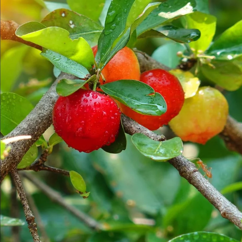 Barbados Cherry Live Plant - Malpighia Emarginata Acerola Fruit Tree Starter, 4-8 Inch Tall Barbados Cherry Live Plant - Malpighia Emarginata Acerola Fruit Tree Starter, 4-8 Inch Tall - Image 7