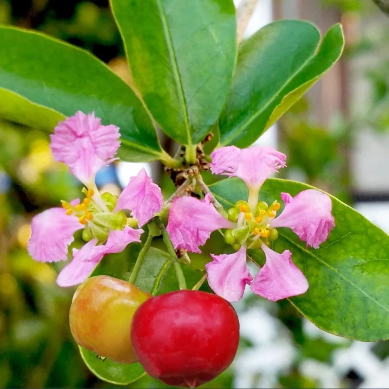 Barbados Cherry Live Plant - Malpighia Emarginata Acerola Fruit Tree Starter, 4-8 Inch Tall Barbados Cherry Live Plant - Malpighia Emarginata Acerola Fruit Tree Starter, 4-8 Inch Tall - Image 8