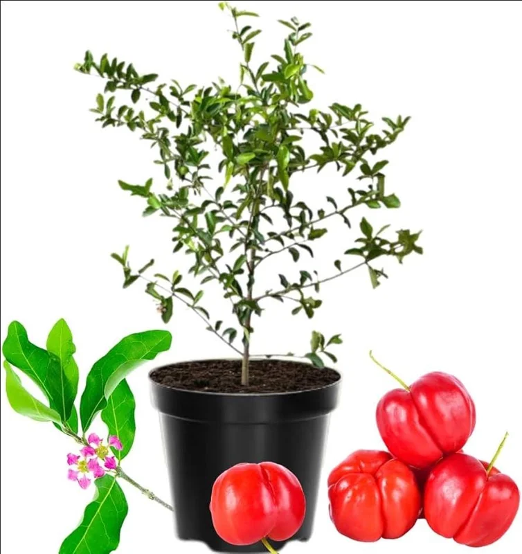 Barbados Cherry Live Plant - Malpighia Emarginata Acerola Fruit Tree Starter, 4-8 Inch Tall Barbados Cherry Live Plant - Malpighia Emarginata Acerola Fruit Tree Starter, 4-8 Inch Tall - Image 1