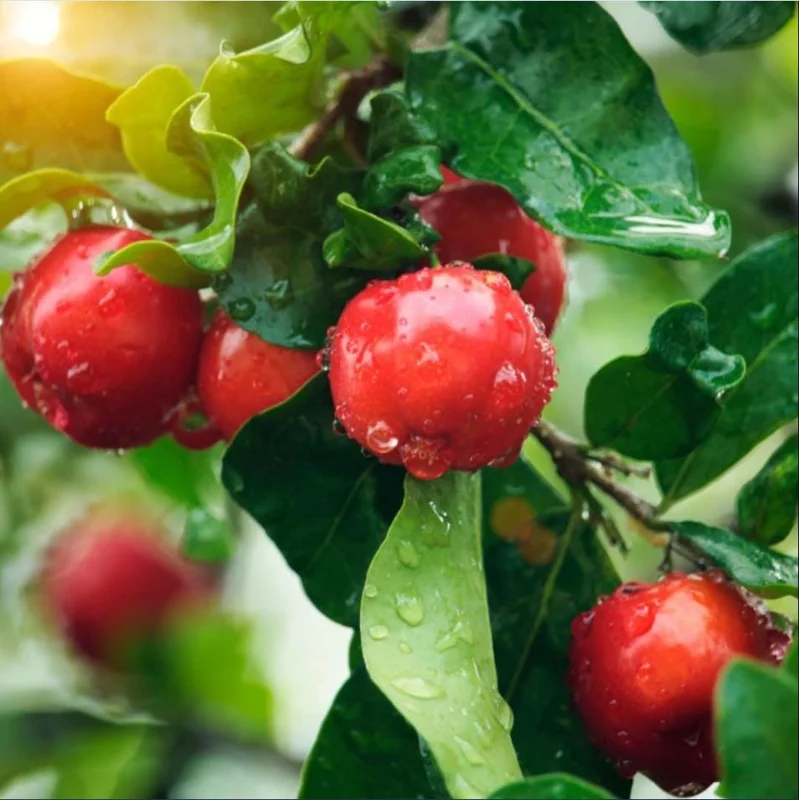 Barbados Cherry Live Starter Plant - Pack of 2, 4-6 Inch Tall, Well-Rooted Sweet Acerola Cherry Fruit Tree Barbados Cherry Live Starter Plant - Pack of 2, 4-6 Inch Tall, Well-Rooted Sweet Acerola Cherry Fruit Tree - Image 4