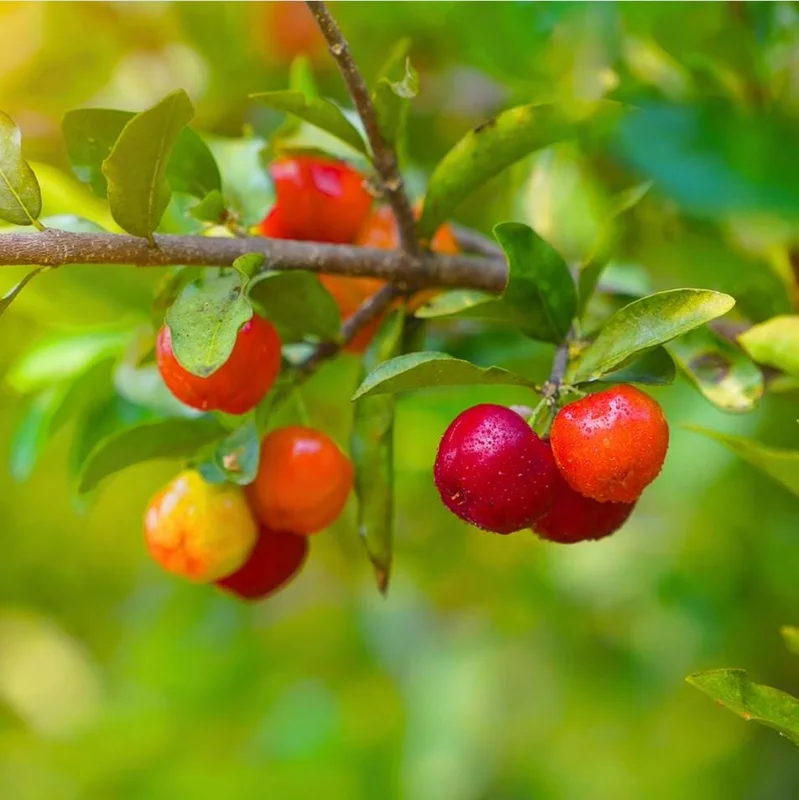 Barbados Cherry Live Starter Plant - Pack of 2, 4-6 Inch Tall, Well-Rooted Sweet Acerola Cherry Fruit Tree Barbados Cherry Live Starter Plant - Pack of 2, 4-6 Inch Tall, Well-Rooted Sweet Acerola Cherry Fruit Tree - Image 5