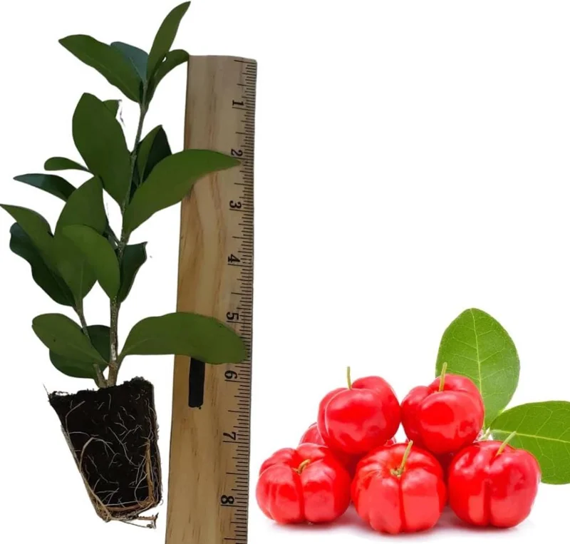 Barbados Cherry Live Starter Plant - Pack of 2, 4-6 Inch Tall, Well-Rooted Sweet Acerola Cherry Fruit Tree Barbados Cherry Live Starter Plant - Pack of 2, 4-6 Inch Tall, Well-Rooted Sweet Acerola Cherry Fruit Tree - Image 6
