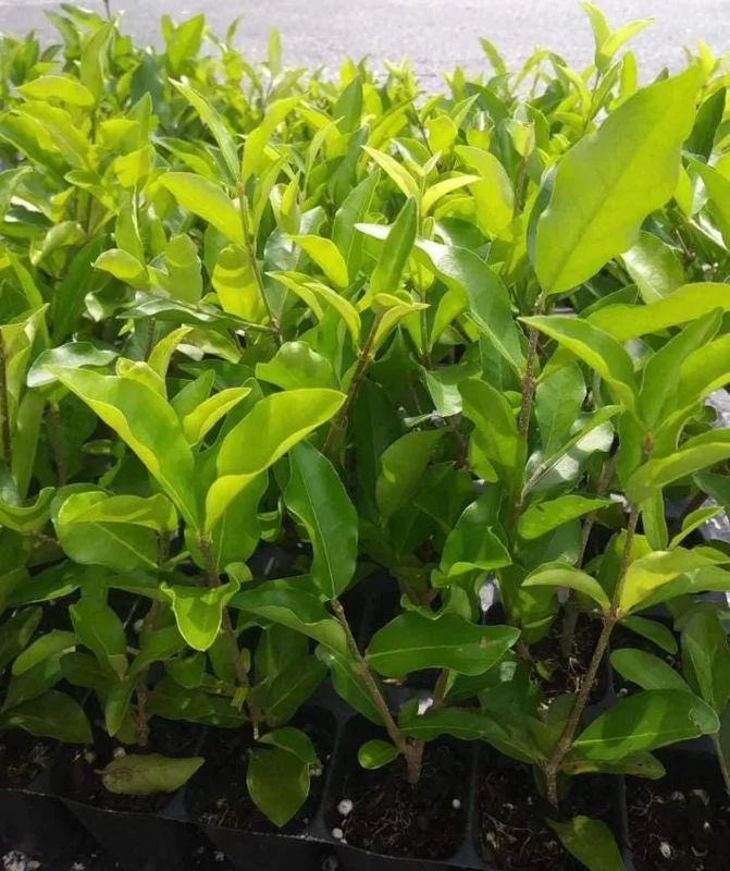 Barbados Cherry Live Starter Plant - Pack of 2, 4-6 Inch Tall, Well-Rooted Sweet Acerola Cherry Fruit Tree Barbados Cherry Live Starter Plant - Pack of 2, 4-6 Inch Tall, Well-Rooted Sweet Acerola Cherry Fruit Tree - Image 7