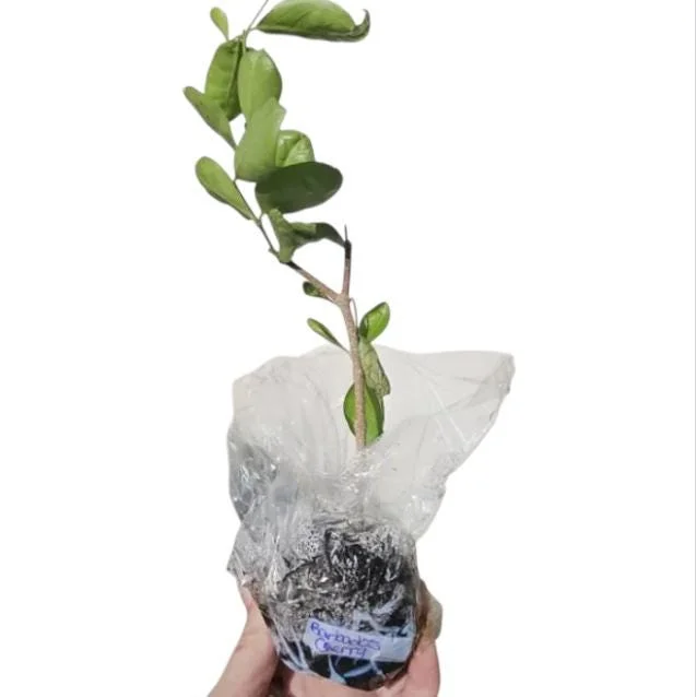 Barbados Cherry Live Starter Plant - Pack of 2, 4-6 Inch Tall, Well-Rooted Sweet Acerola Cherry Fruit Tree Barbados Cherry Live Starter Plant - Pack of 2, 4-6 Inch Tall, Well-Rooted Sweet Acerola Cherry Fruit Tree - Image 8