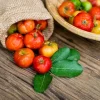 Barbados Cherry Live Starter Plant - Pack of 2, 4-6 Inch Tall, Well-Rooted Sweet Acerola Cherry Fruit Tree - Image 1