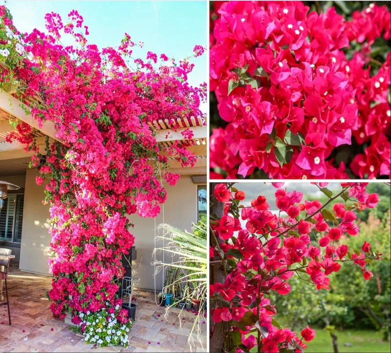 Barbara Karst Bougainvillea Live Plants Set of 2 - 4-6 Inch Tall, Bright Red Blooms, Outdoor Barbara Karst Bougainvillea Live Plants Set of 2 - 4-6 Inch Tall, Bright Red Blooms, Outdoor - Image 2