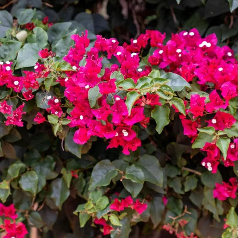 Barbara Karst Bougainvillea Live Plants Set of 2 - 4-6 Inch Tall, Bright Red Blooms, Outdoor Barbara Karst Bougainvillea Live Plants Set of 2 - 4-6 Inch Tall, Bright Red Blooms, Outdoor - Image 3