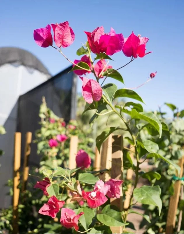 Barbara Karst Bougainvillea Live Plants Set of 2 - 4-6 Inch Tall, Bright Red Blooms, Outdoor Barbara Karst Bougainvillea Live Plants Set of 2 - 4-6 Inch Tall, Bright Red Blooms, Outdoor - Image 4