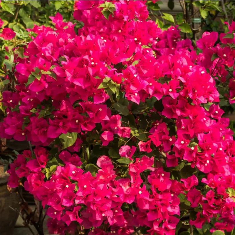 Barbara Karst Bougainvillea Live Plants Set of 2 - 4-6 Inch Tall, Bright Red Blooms, Outdoor Barbara Karst Bougainvillea Live Plants Set of 2 - 4-6 Inch Tall, Bright Red Blooms, Outdoor - Image 6