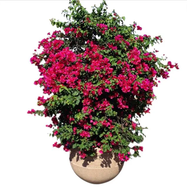 Barbara Karst Bougainvillea Live Plants Set of 2 - 4-6 Inch Tall, Bright Red Blooms, Outdoor Barbara Karst Bougainvillea Live Plants Set of 2 - 4-6 Inch Tall, Bright Red Blooms, Outdoor - Image 7