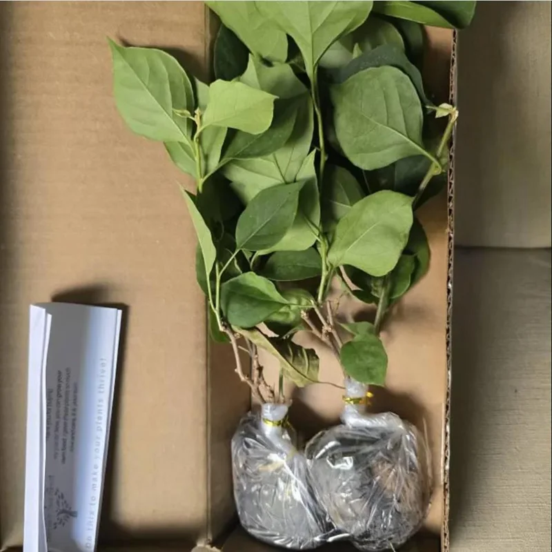 Barbara Karst Bougainvillea Live Plants Set of 2 - 4-6 Inch Tall, Bright Red Blooms, Outdoor Barbara Karst Bougainvillea Live Plants Set of 2 - 4-6 Inch Tall, Bright Red Blooms, Outdoor - Image 9