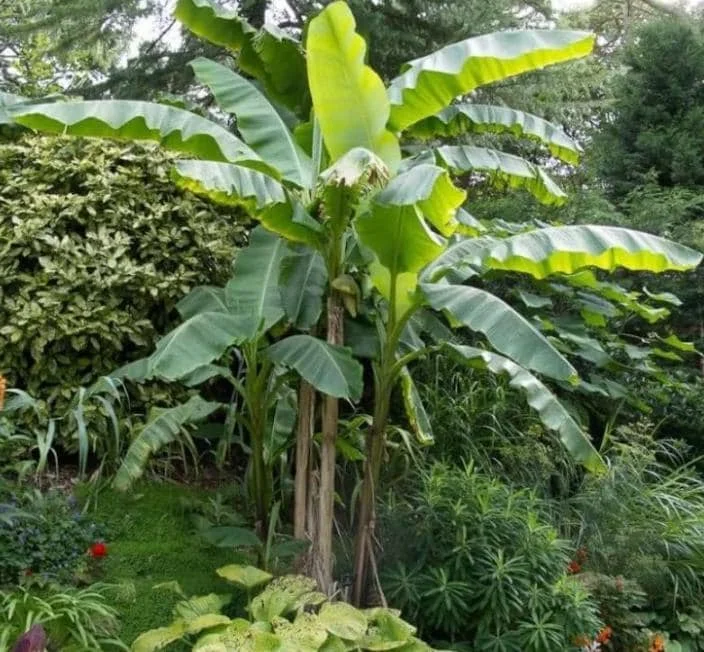 Basjoo Banana Live Plant – 4-6" Tall – Cold Hardy Musa basjoo – Outdoor - Image 2