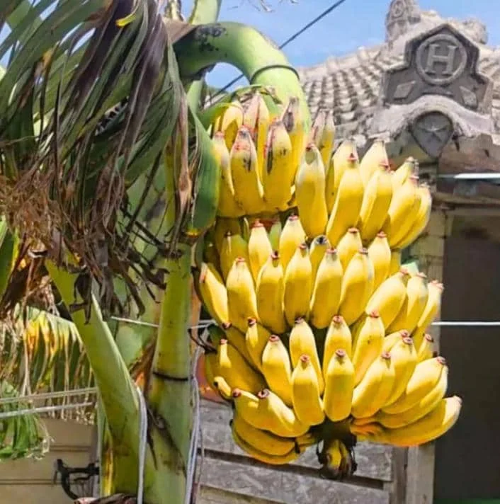 Home Basjoo Banana Live Plant – 4-6" Tall – Cold Hardy Musa basjoo – Outdoor - Image 1