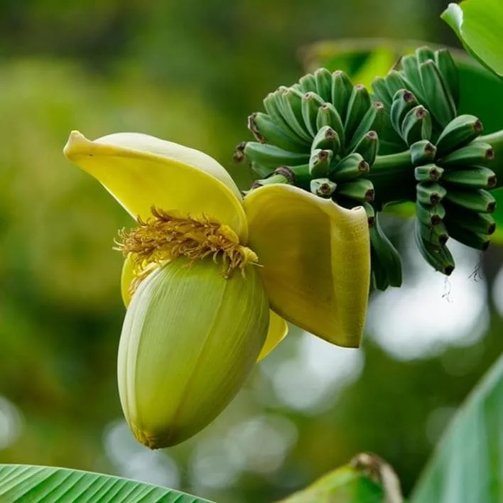 Basjoo Banana Live Plant – 4-6" Tall – Cold Hardy Musa basjoo – Outdoor Basjoo Banana Live Plant – 4-6" Tall – Cold Hardy Musa basjoo – Outdoor - Image 3