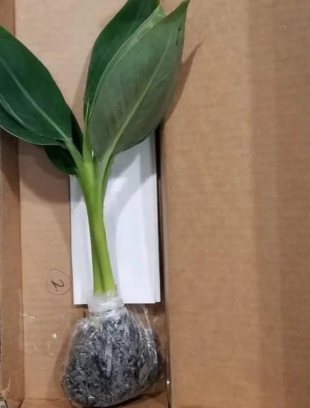 Basjoo Banana Live Plant – 4-6" Tall – Cold Hardy Musa basjoo – Outdoor Basjoo Banana Live Plant – 4-6" Tall – Cold Hardy Musa basjoo – Outdoor - Image 6