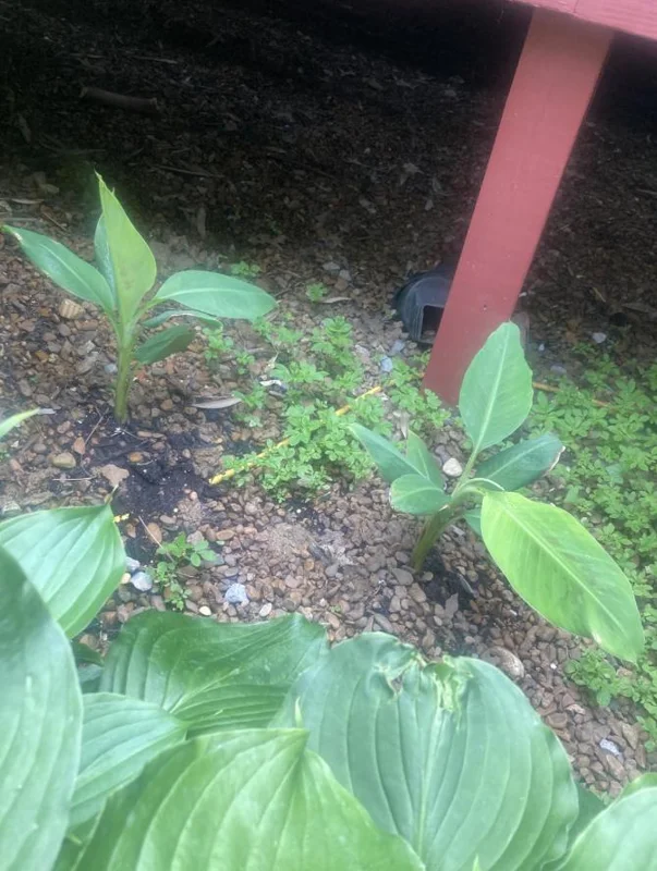 Basjoo Banana Live Plant – 4-6" Tall – Cold Hardy Musa basjoo – Outdoor Basjoo Banana Live Plant – 4-6" Tall – Cold Hardy Musa basjoo – Outdoor - Image 7