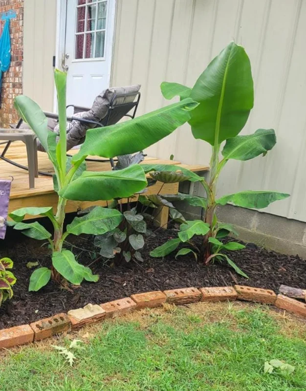 Basjoo Banana Live Plant – 4-6" Tall – Cold Hardy Musa basjoo – Outdoor Basjoo Banana Live Plant – 4-6" Tall – Cold Hardy Musa basjoo – Outdoor - Image 8