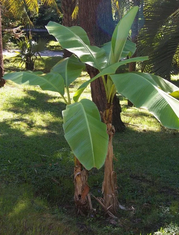 Basjoo Banana Live Plant – 4-6" Tall – Cold Hardy Musa basjoo – Outdoor Basjoo Banana Live Plant – 4-6" Tall – Cold Hardy Musa basjoo – Outdoor - Image 9