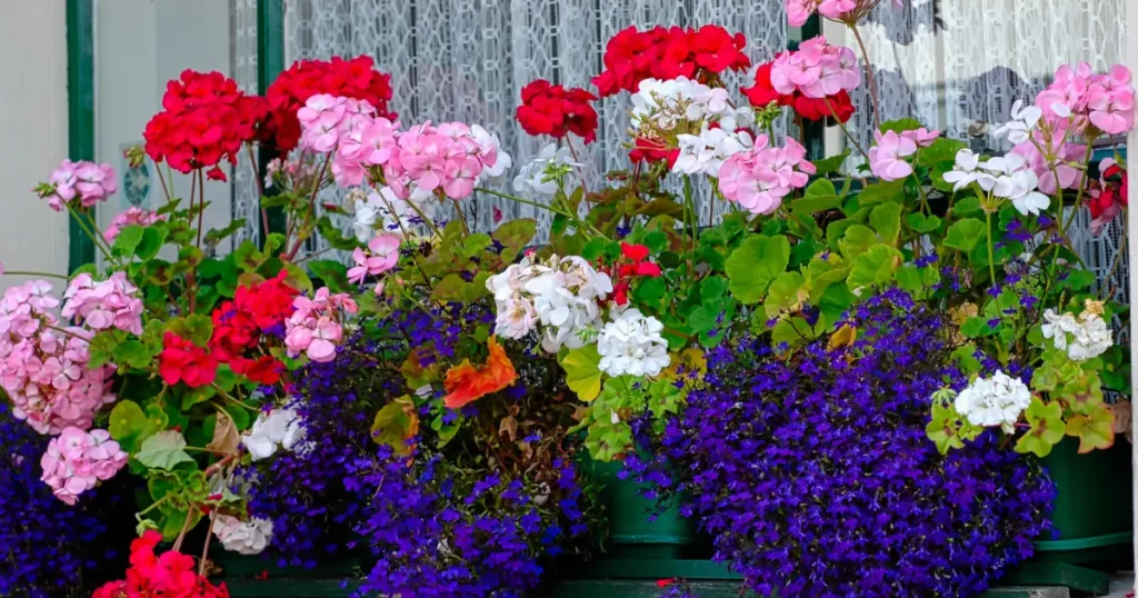 best flowers for balcony