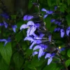 Black and Blue Salvia Live Plant (Salvia guaranitica) - Set of 4, 4-6" Tall, Pollinator Friendly Perennial Black and Blue Salvia Live Plant (Salvia guaranitica) - Set of 4, 4-6" Tall, Pollinator Friendly Perennial - Image 1