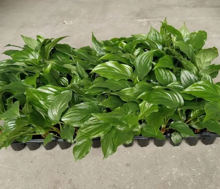 Black Bat Flower Live Plant Tacca chantrieri – 5-9 Inch Tall Exotic Black Bat Flower Live Plant Tacca chantrieri – 5-9 Inch Tall Exotic - Image 3