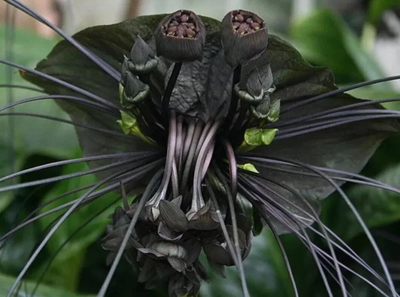 Black Bat Flower Live Plant Tacca chantrieri – 5-9 Inch Tall Exotic Black Bat Flower Live Plant Tacca chantrieri – 5-9 Inch Tall Exotic - Image 4
