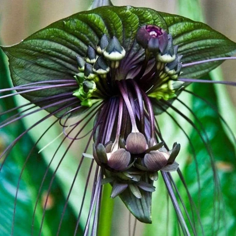 Black Bat Flower Live Plant Tacca chantrieri – 5-9 Inch Tall Exotic Black Bat Flower Live Plant Tacca chantrieri – 5-9 Inch Tall Exotic - Image 6