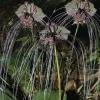 Black Bat Flower Live Plant Tacca chantrieri – 5-9 Inch Tall Exotic Black Bat Flower Live Plant Tacca chantrieri – 5-9 Inch Tall Exotic - Image 1