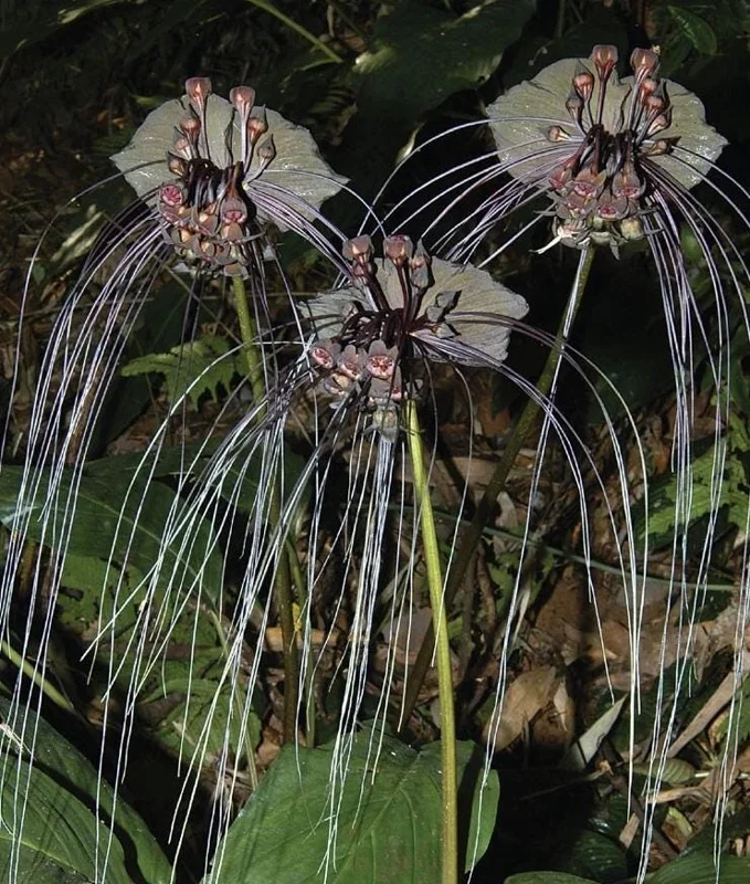 Black Bat Flower Live Plant Tacca chantrieri – 5-9 Inch Tall Exotic Black Bat Flower Live Plant Tacca chantrieri – 5-9 Inch Tall Exotic - Image 1