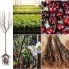 Black Cherry Bare Root for Planting - Sweet Cherry Tree Live Plant 10-20 Inch Tall Black Cherry Bare Root for Planting - Sweet Cherry Tree Live Plant 10-20 Inch Tall - Image 1