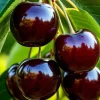 Black Cherry Bare Roots for Planting - Prunus Serotina Sweet Cherry Tree, 2-Pack, 10-20 Inch Tall Black Cherry Bare Roots for Planting - Prunus Serotina Sweet Cherry Tree, 2-Pack, 10-20 Inch Tall - Image 1