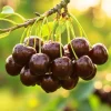 Black Cherry Seedling Live Plant - Sweet Cherry Tree 4" Pot, 3-5 Inches Tall - Image 1