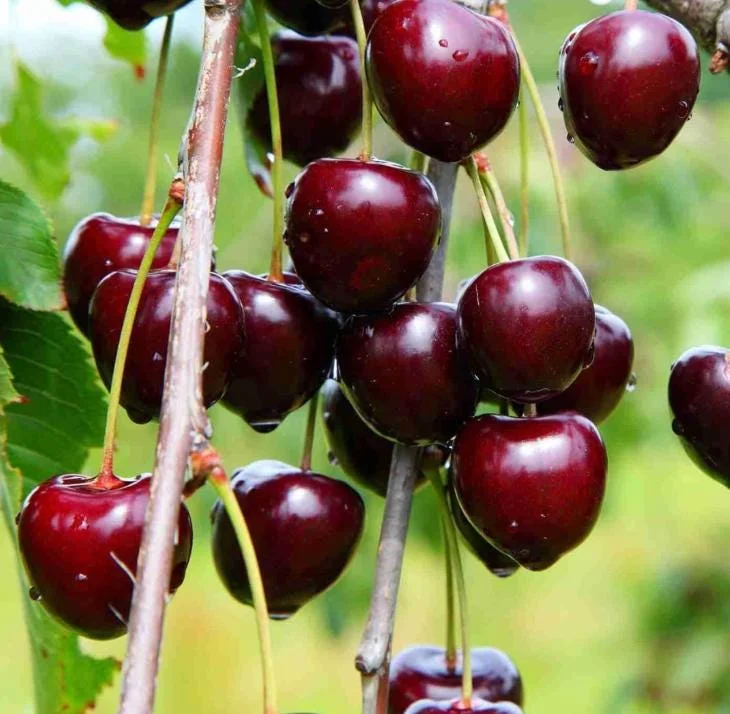 Black Cherry Tree Live Plant Set, 2 Bare Root Trees, 12-24 Inch Tall, Hardy Fruit Trees for Outdoor Planting Black Cherry Tree Live Plant Set, 2 Bare Root Trees, 12-24 Inch Tall, Hardy Fruit Trees for Outdoor Planting - Image 10