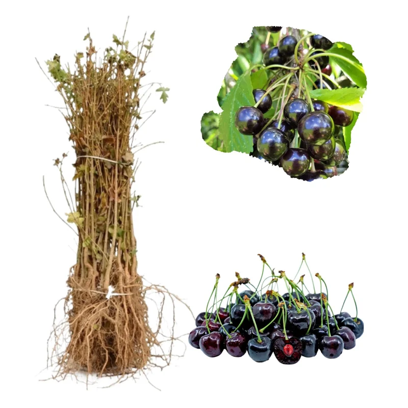 Black Cherry Tree Live Plant Set, 2 Bare Root Trees, 12-24 Inch Tall, Hardy Fruit Trees for Outdoor Planting Black Cherry Tree Live Plant Set, 2 Bare Root Trees, 12-24 Inch Tall, Hardy Fruit Trees for Outdoor Planting - Image 2