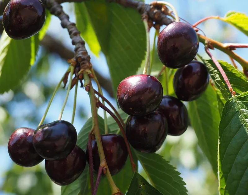 Black Cherry Tree Live Plant Set, 2 Bare Root Trees, 12-24 Inch Tall, Hardy Fruit Trees for Outdoor Planting Black Cherry Tree Live Plant Set, 2 Bare Root Trees, 12-24 Inch Tall, Hardy Fruit Trees for Outdoor Planting - Image 3