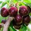 Black Cherry Tree Live Plant Set, 2 Bare Root Trees, 12-24 Inch Tall, Hardy Fruit Trees for Outdoor Planting - Image 1