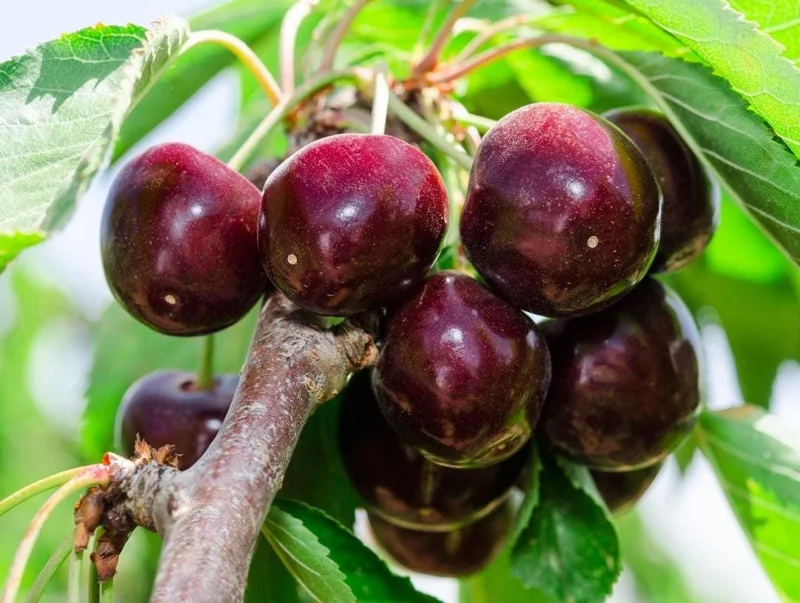 Black Cherry Tree Live Plant Set, 2 Bare Root Trees, 12-24 Inch Tall, Hardy Fruit Trees for Outdoor Planting Black Cherry Tree Live Plant Set, 2 Bare Root Trees, 12-24 Inch Tall, Hardy Fruit Trees for Outdoor Planting - Image 1