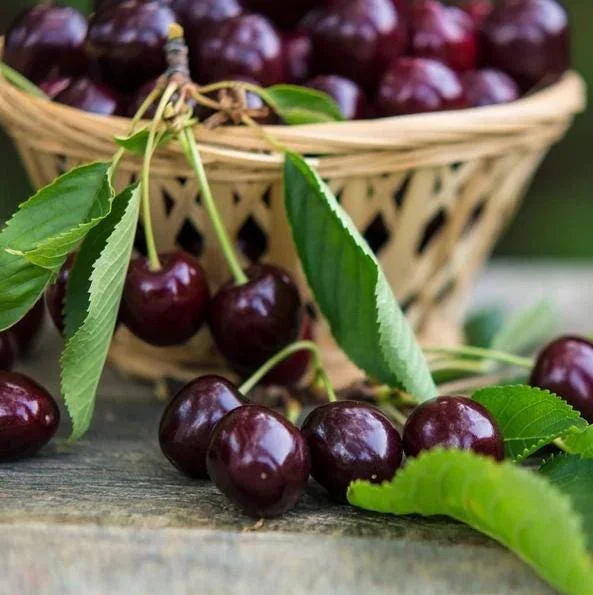 Black Cherry Tree Live Plant Set, 2 Bare Root Trees, 12-24 Inch Tall, Hardy Fruit Trees for Outdoor Planting Black Cherry Tree Live Plant Set, 2 Bare Root Trees, 12-24 Inch Tall, Hardy Fruit Trees for Outdoor Planting - Image 9