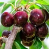 Black Cherry Tree Live Plants - 2-3 Ft Tall Bare Root, Outdoor Orchard (Set of 2) - Image 1
