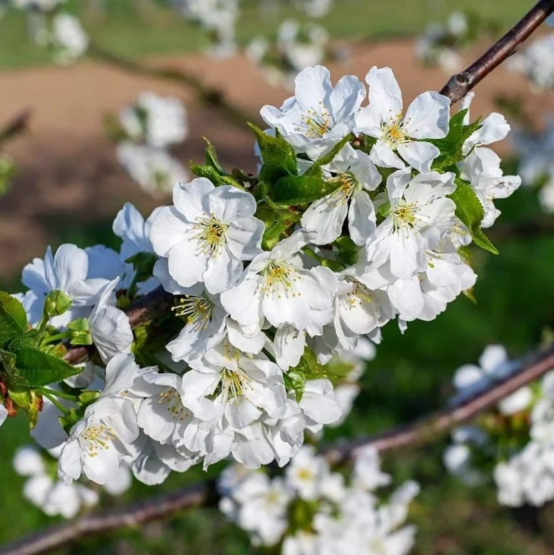 Black Cherry Trees Live Plants - Set of 2, 2-3 Ft Tall Dormant Bare Root for Outdoor Planting Black Cherry Trees Live Plants - Set of 2, 2-3 Ft Tall Dormant Bare Root for Outdoor Planting - Image 10