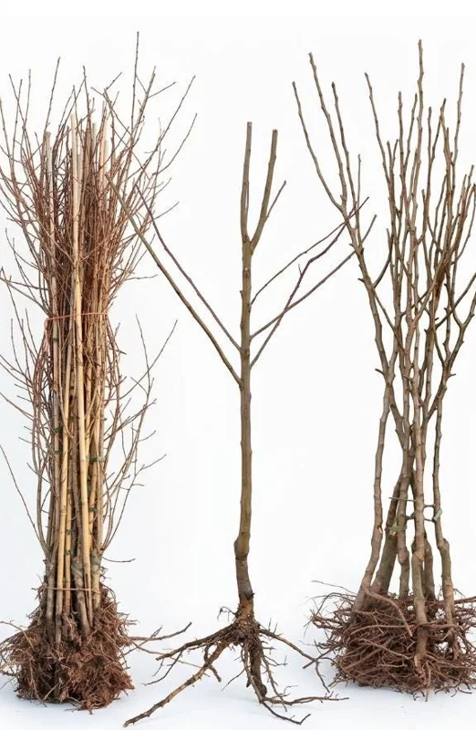Black Cherry Trees Live Plants - Set of 2, 2-3 Ft Tall Dormant Bare Root for Outdoor Planting Black Cherry Trees Live Plants - Set of 2, 2-3 Ft Tall Dormant Bare Root for Outdoor Planting - Image 3