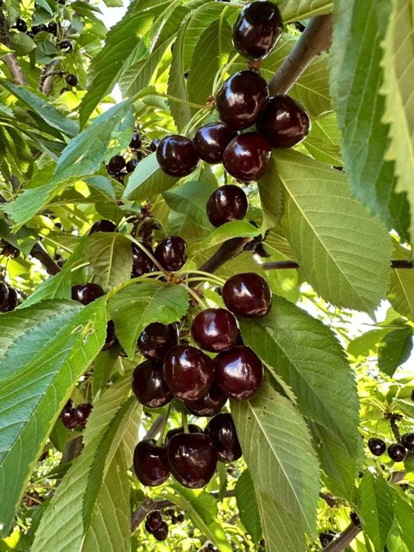 Black Cherry Trees Live Plants - Set of 2, 2-3 Ft Tall Dormant Bare Root for Outdoor Planting Black Cherry Trees Live Plants - Set of 2, 2-3 Ft Tall Dormant Bare Root for Outdoor Planting - Image 8