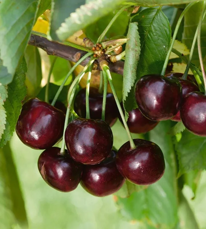 Black Cherry Trees Live Plants - Set of 2, 2-3 Ft Tall Dormant Bare Root for Outdoor Planting Black Cherry Trees Live Plants - Set of 2, 2-3 Ft Tall Dormant Bare Root for Outdoor Planting - Image 9