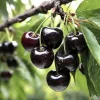 Black Cherry Trees (Prunus serotina) Live Plant – Sweet Fruit Tree 2-3 Ft Tall – Outdoor - Image 1